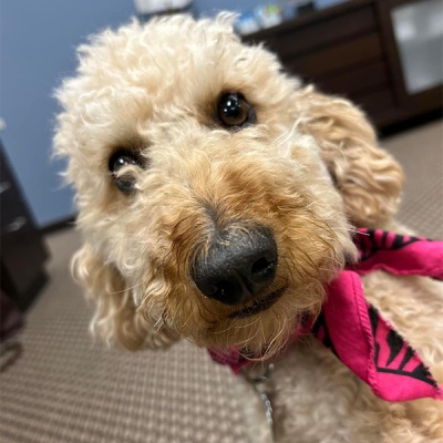 Spritzee the Comfort Dog
